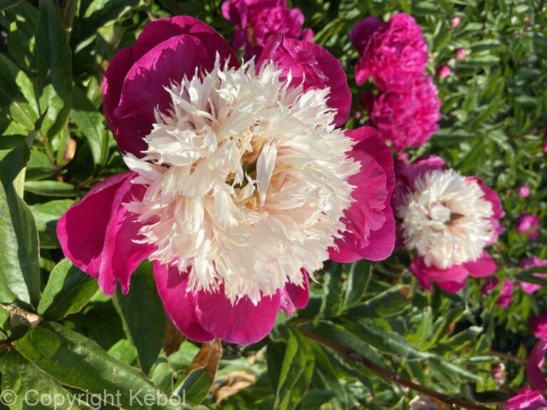 Paeonia White Cap