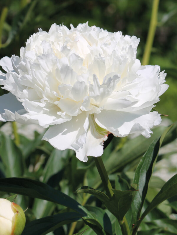 Paeonia White Double