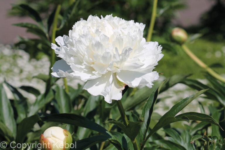 Paeonia lactiflora (D) White Double - Bag