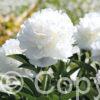 Paeonia White Sarah Bernhardt