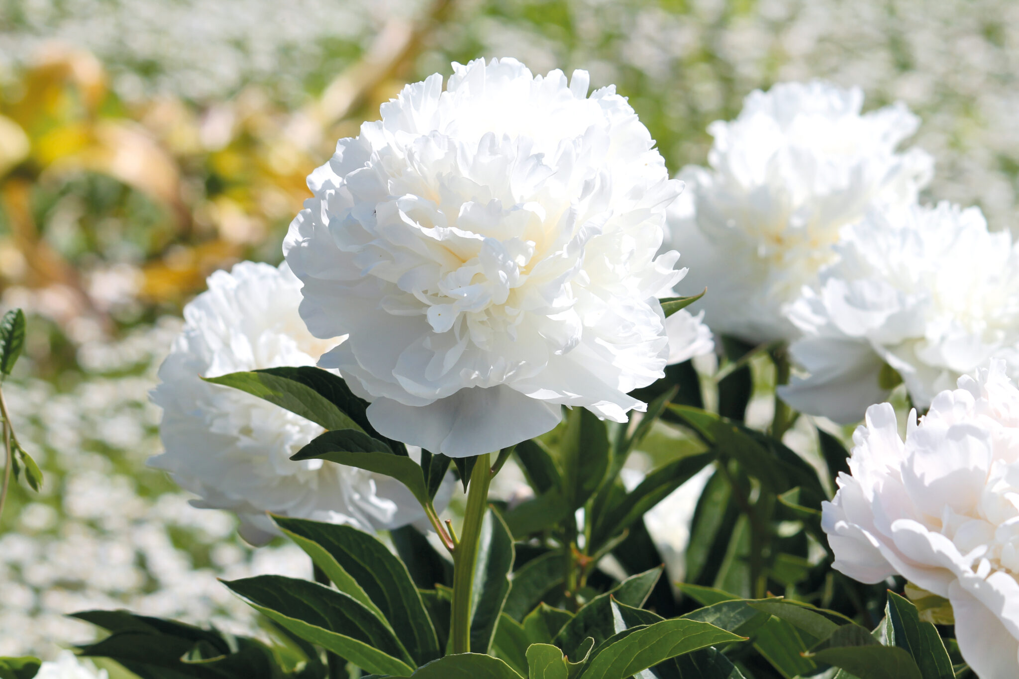 Paeonia White Sarah Bernhardt