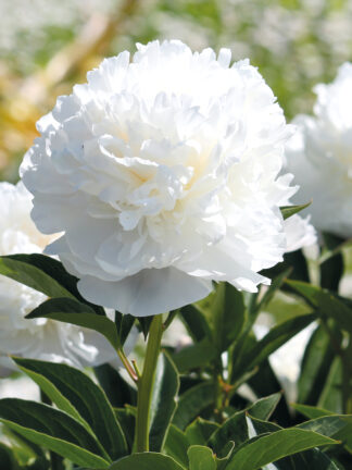Paeonia White Sarah Bernhardt - bag