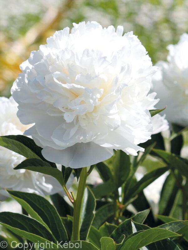 Paeonia White Sarah Bernhardt
