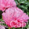 Paeonia Joker