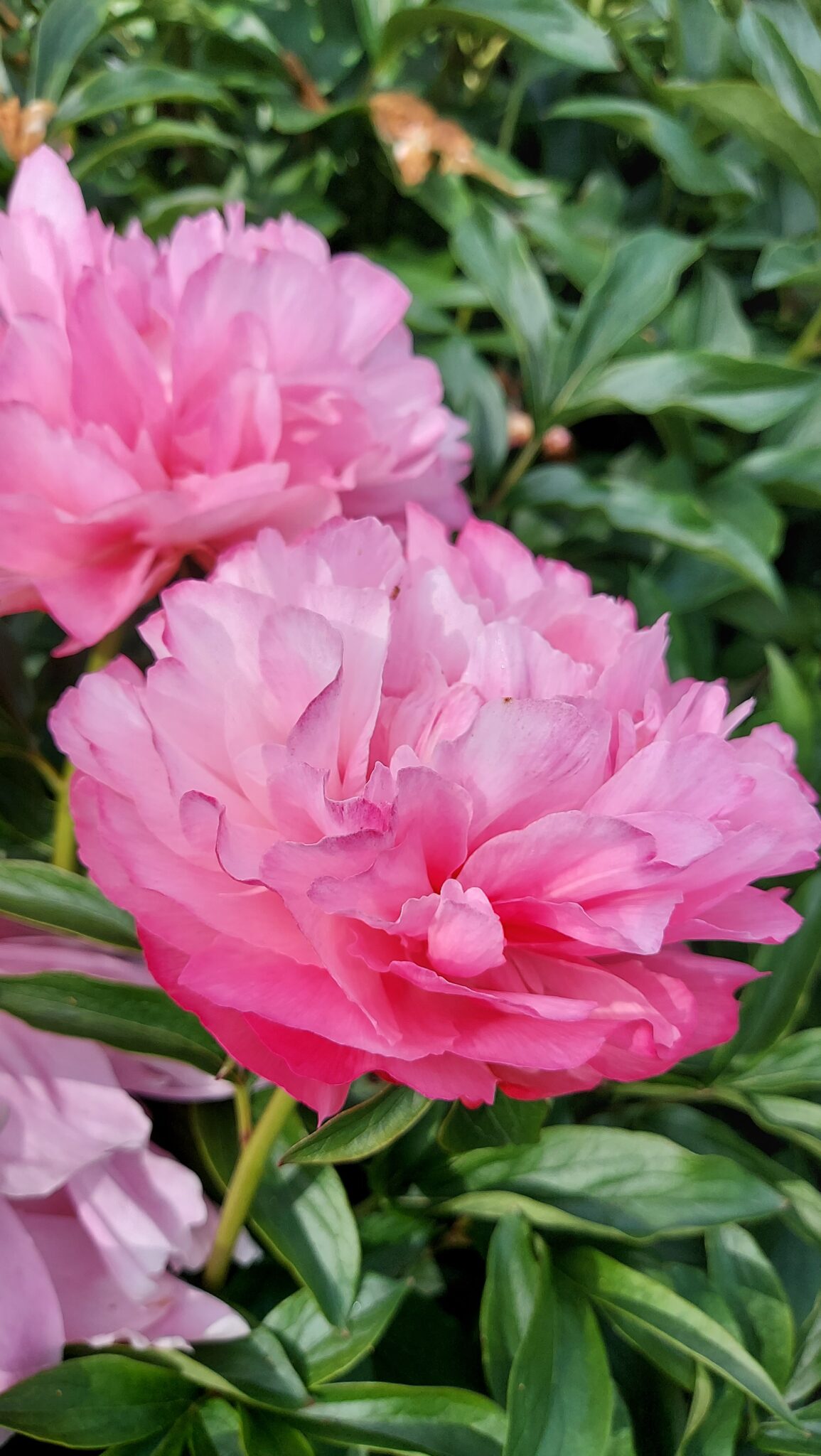 Paeonia Joker