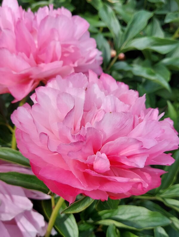 Paeonia Joker - case