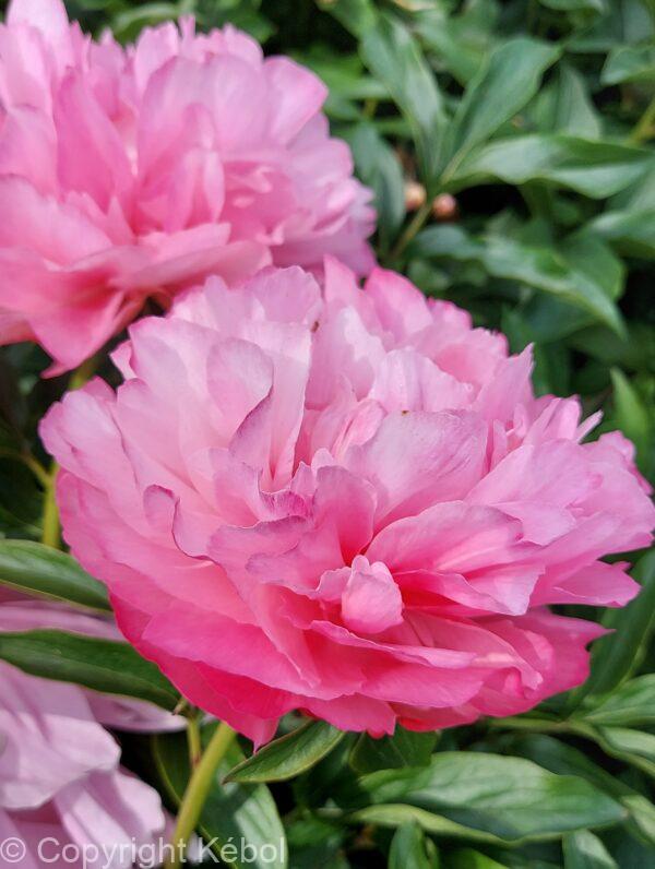 Paeonia Joker