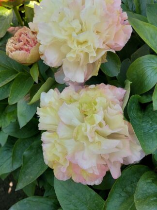 Paeonia Lois' Choice - case