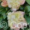 Paeonia Lois' Choice
