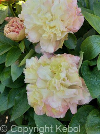 Paeonia Lois' Choice - case