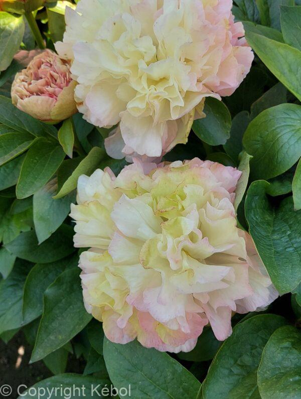 Paeonia Lois' Choice