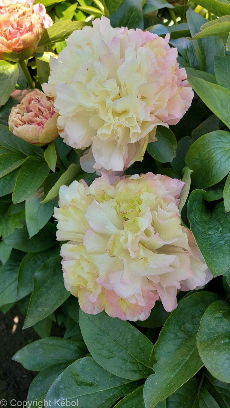 Paeonia Lois' Choice