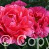 Paeonia lactiflora (D) Raspberry Charm - Bag