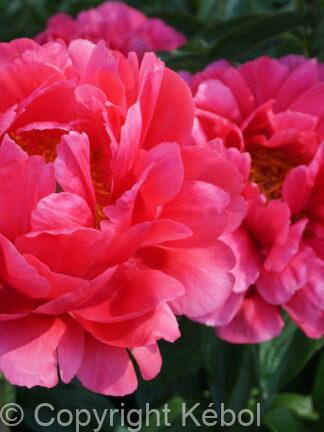 Paeonia lactiflora (D) Raspberry Charm - Bag