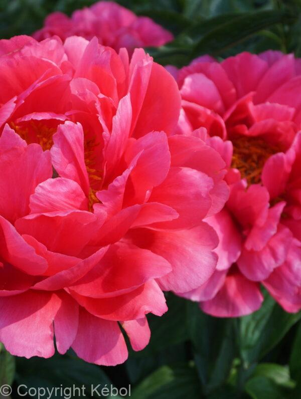 Paeonia Raspberry Charm