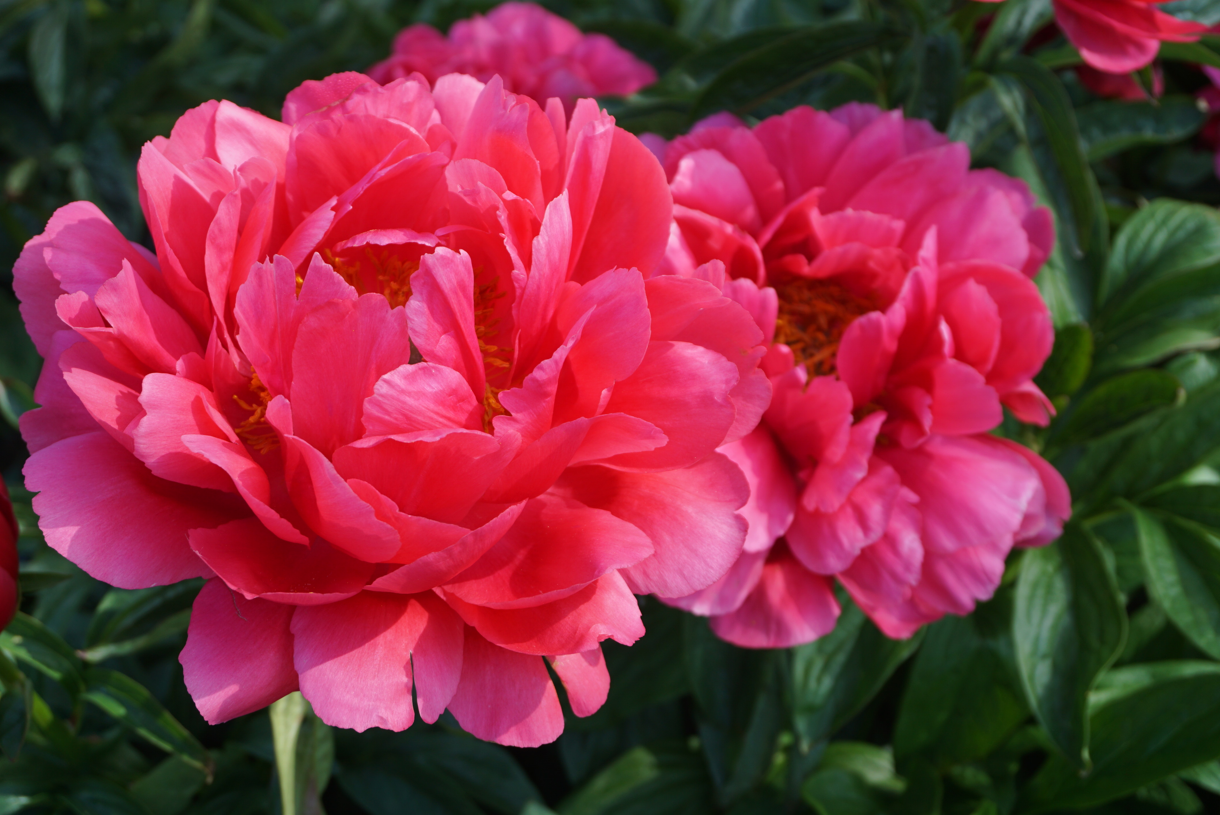 Paeonia lactiflora (D) Raspberry Charm - Bag