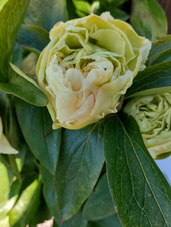 Paeonia Sunny Girl - bag