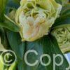 Paeonia Sunny Girl