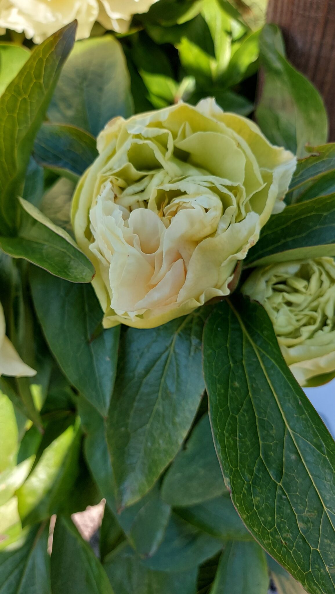 Paeonia Sunny Girl