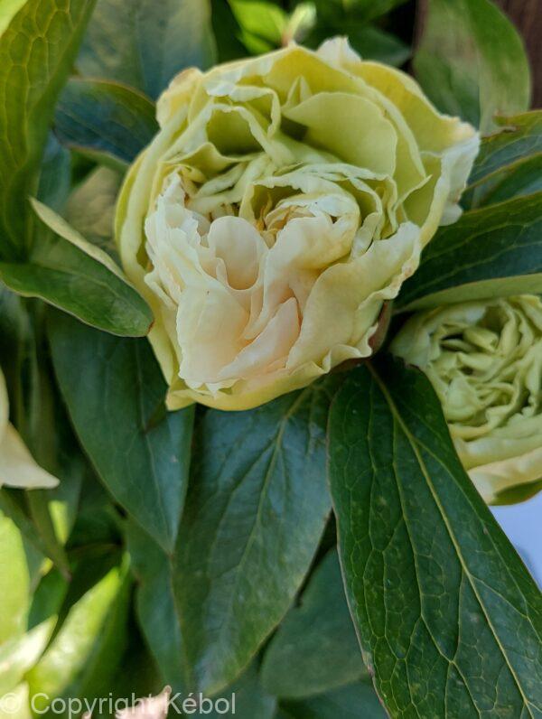 Paeonia Sunny Girl