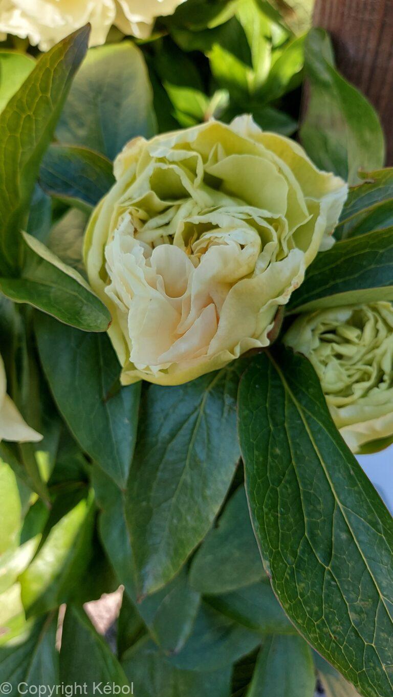 Paeonia Sunny Girl