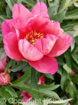 Paeonia Pink Double Dandy - case