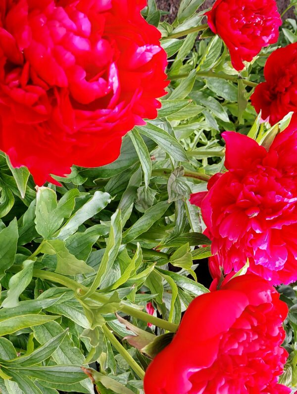 Paeonia Christmas Velvet - bag