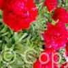 Paeonia Christmas Velvet