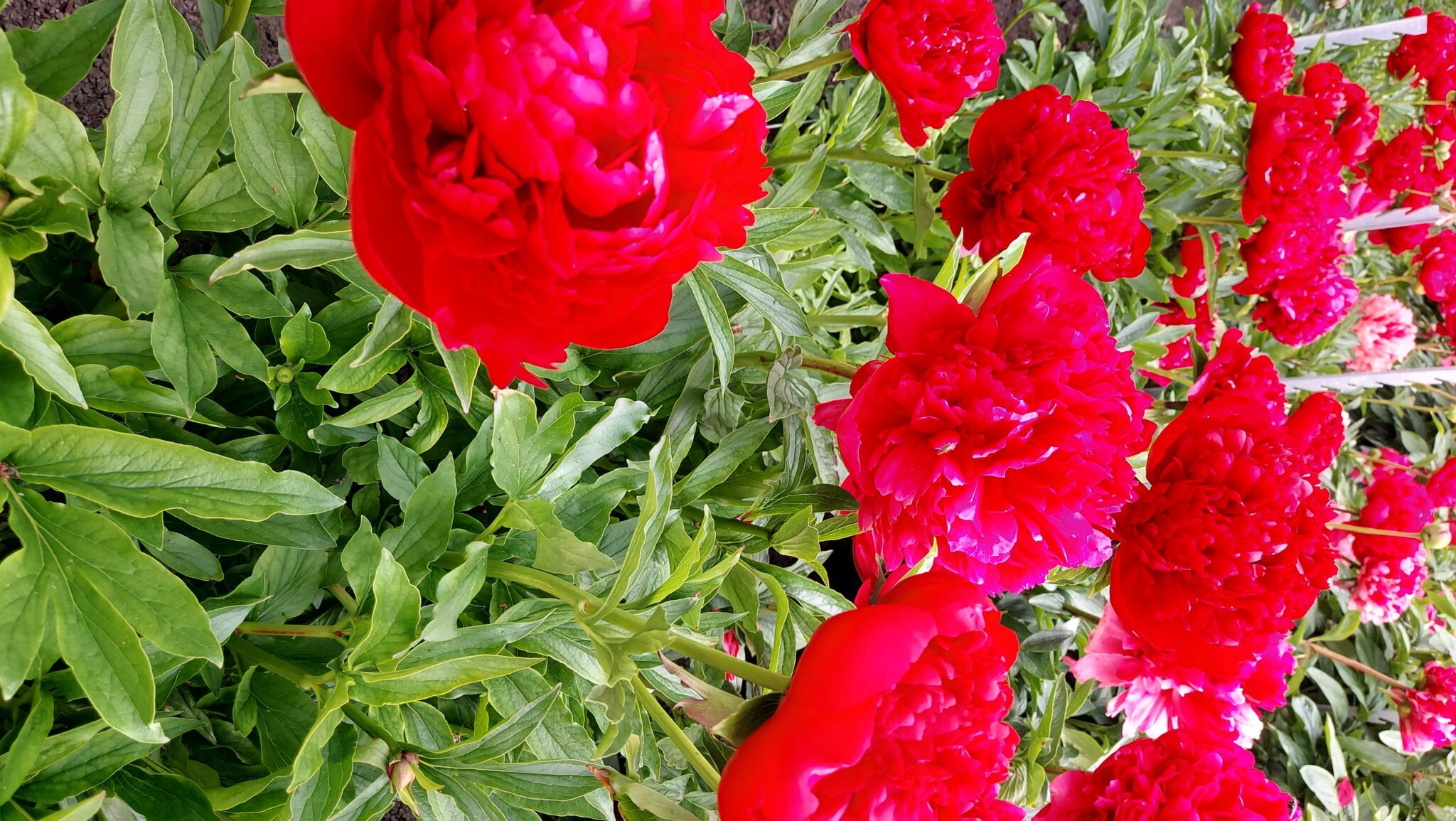 Paeonia Christmas Velvet