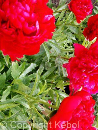 Paeonia Christmas Velvet - bag