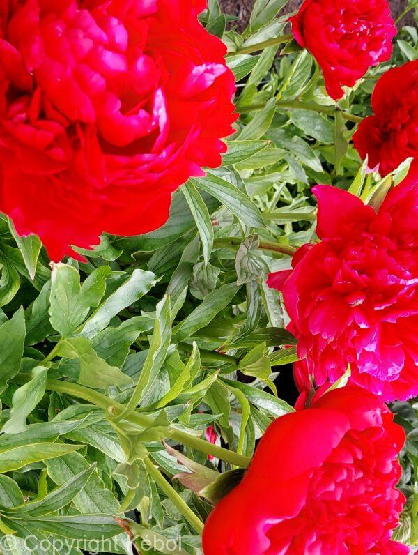 Paeonia Christmas Velvet