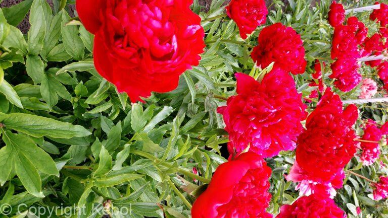 Paeonia Christmas Velvet