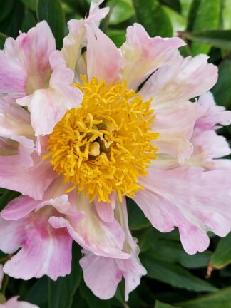 Paeonia Pink Spritzer - case