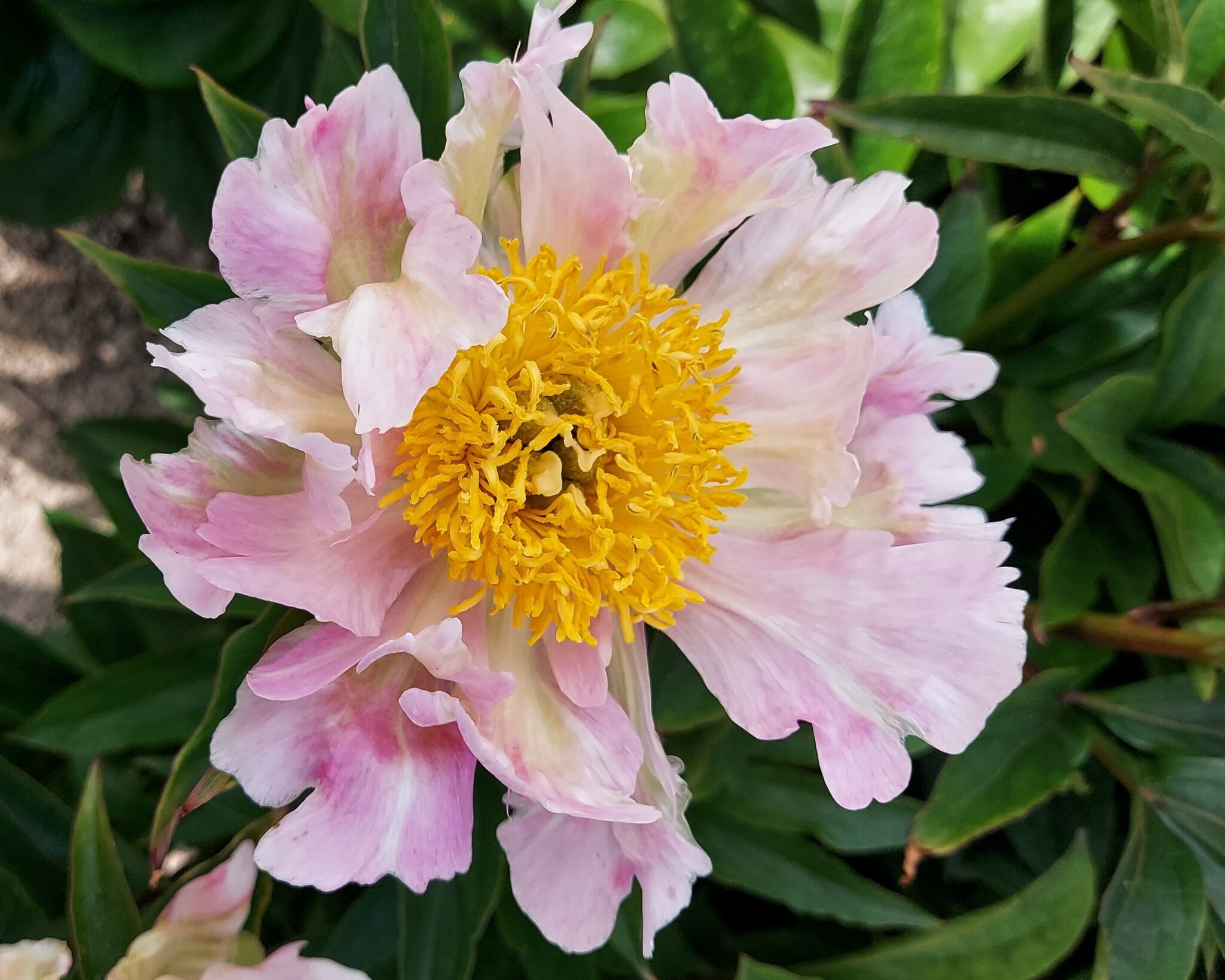 Paeonia Pink Spritzer