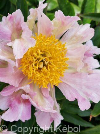 Paeonia Pink Spritzer - case