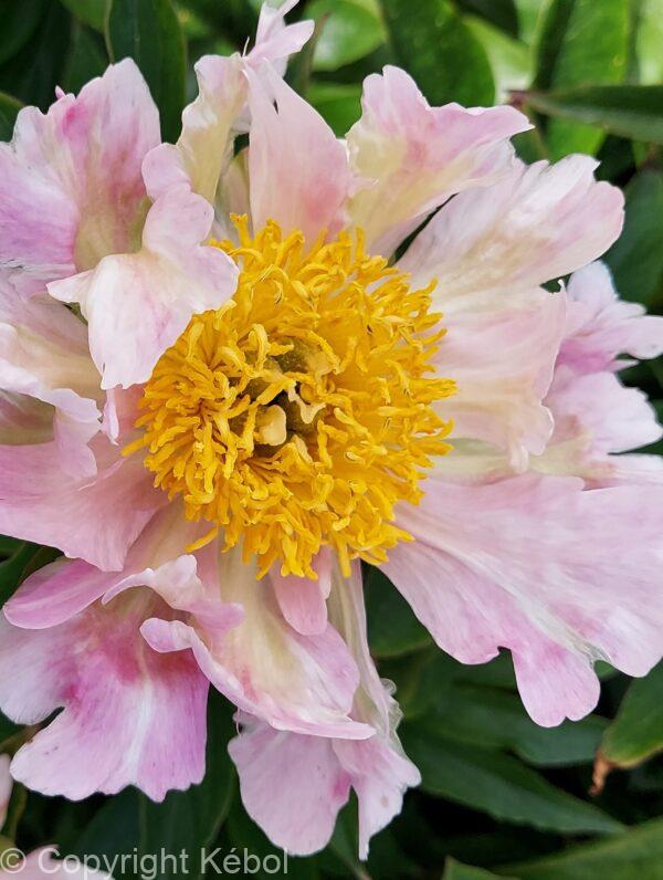 Paeonia Pink Spritzer