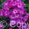 Phlox Sweet Summer Surprise