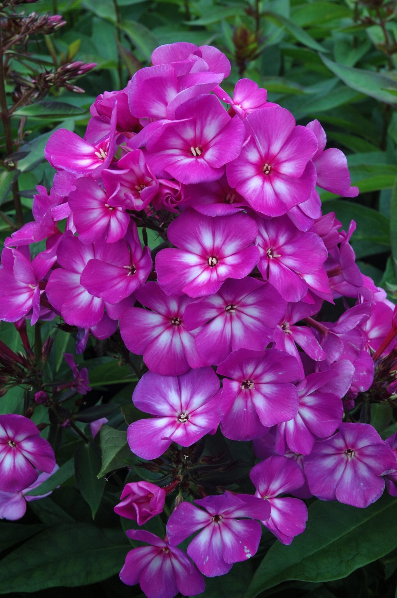 Phlox Sweet Summer Surprise