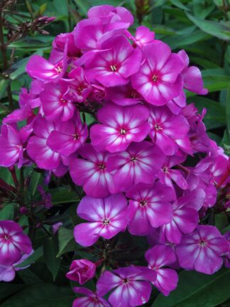 Phlox Sweet Summer Surprise - bag