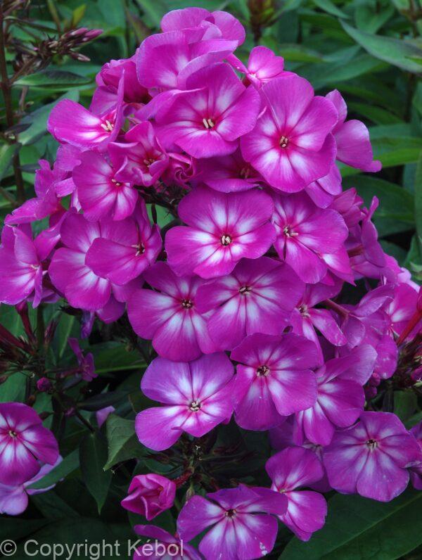 Phlox Sweet Summer Surprise