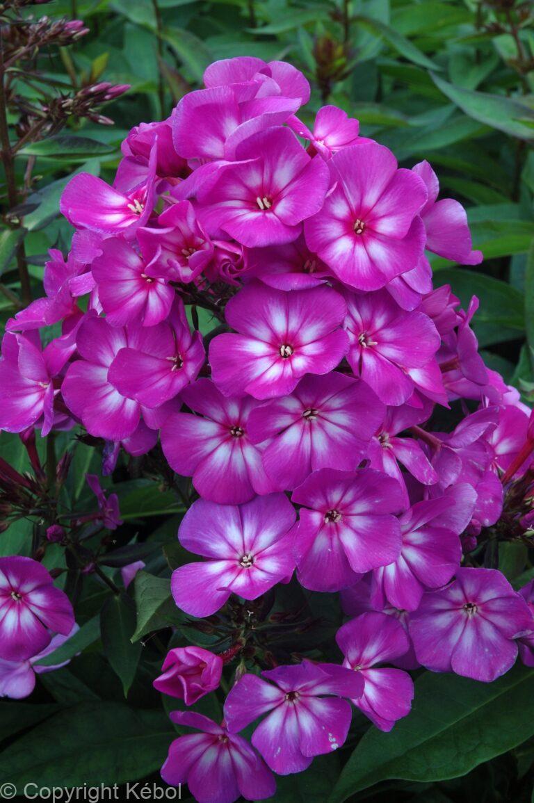 Phlox Sweet Summer Surprise