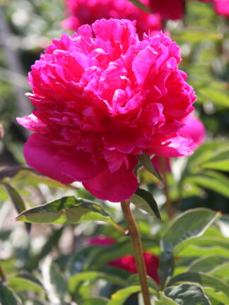 Paeonia Felix Crousse - case