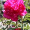 Paeonia Felix Crousse