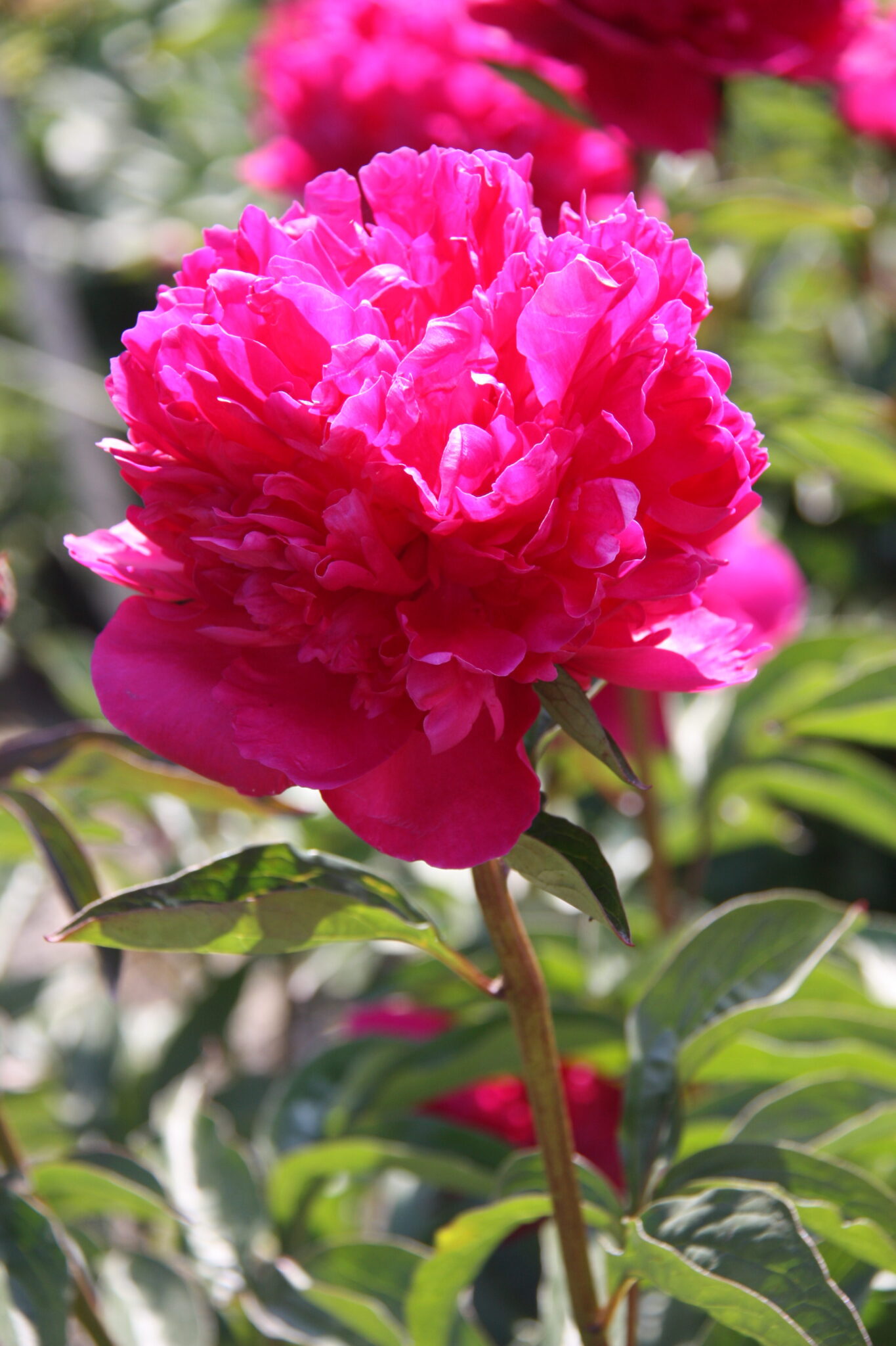 Paeonia lactiflora (D) Felix Crousse - Bag