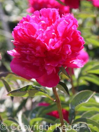 Paeonia lactiflora (D) Felix Crousse - Bag