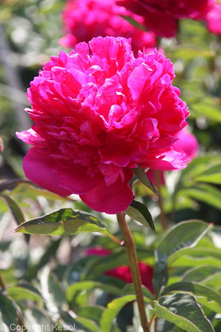 Paeonia lactiflora (D) Felix Crousse - Bag