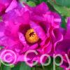 Paeonia Purple Sensation