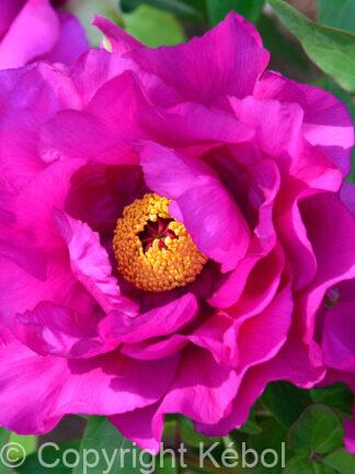 Paeonia Purple Sensation - case
