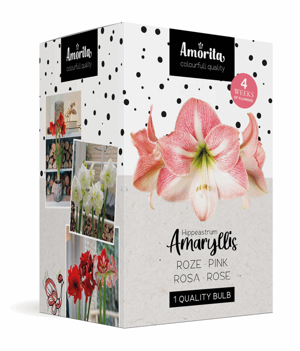Amorita Box Lovely pink