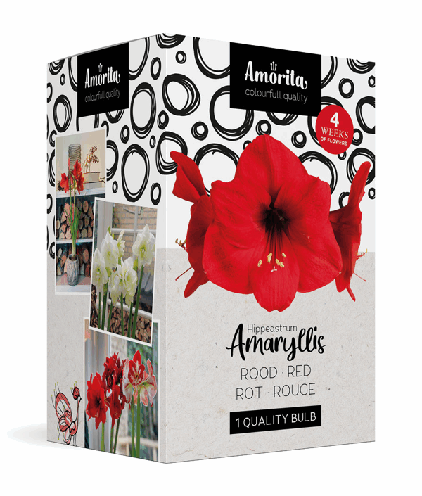 Amorita Box Lovely red